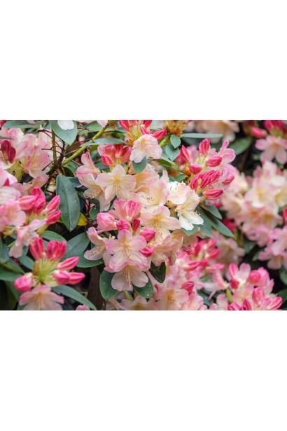 Rhododendron Percy Wiseman в Україні